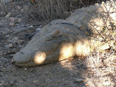 Ein Krokodil liegt reglos im Schatten und schläft - Namibia Urlaub mit Kindern