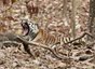 Ein Tiger liegt im Laub in Indien und gähnt - Indien Family & Teens - Indien mit Kindern und Jugendlichen