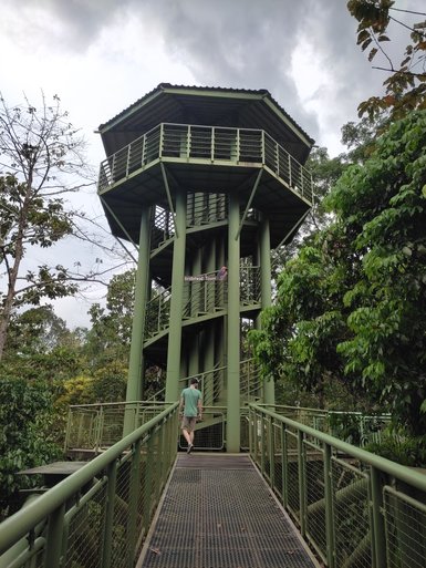 Brücke und Treppe führen durch die grüne Vegetation im Sepilok Rainforest Discovery Centre – Malaysia & Borneo Familienreise