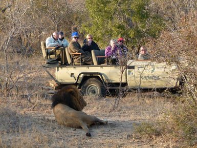 Safari-Teilnehmer im Geländewagen beobachten einen ruhenden Löwen in freier Wildbahn – Südafrika mit Kindern