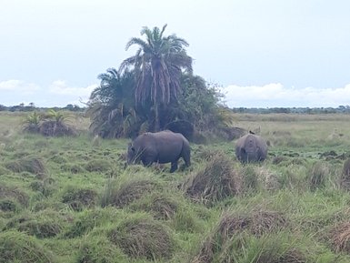 Zwei Nashörner grasen friedlich in einer üppigen, grünen Landschaft, umgeben von hohen Gräsern und Palmen.