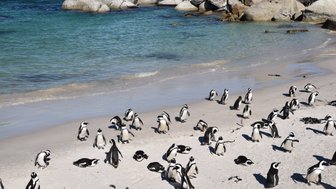 Brillenpinguine entspannen sich am Strand von Boulders Beach – Garden Route Reise mit Kindern