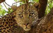 Leopard sitzt im Baum - Tansania Individualreise mit Kindern