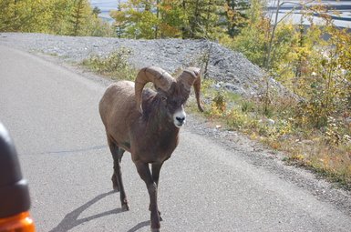 Ein Dickhornschaf mit beeindruckenden, geschwungenen Hörnern wandert entspannt auf einer Straße entlang, umgeben von herbstlichen Bäumen.
