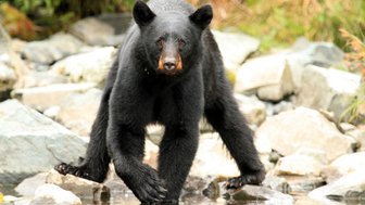 Ein schwarzer Bär steht auf Steinen in einem Gewässer, umgeben von grüner Vegetation und glatten Felsen.