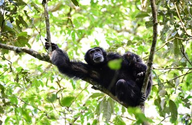 Ein Schimpanse sitzt entspannt auf einem Baumast, umgeben von üppigem, grünem Laub und Sonnenlicht, das durch die Blätter scheint.