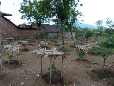 Bäumen in einer üppigen Plantage auf Bali – Bali mit Kindern