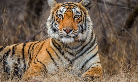 Ein majestätischer Tiger liegt entspannt im hohen Gras, seine markanten Streifen und intensiven Augen stechen hervor.