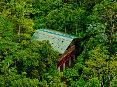 Ein stilvolles Baumhaus steht erhöht inmitten üppiger, grüner Dschungelpflanzen, umgeben von lebendiger Tropical Vegetation.