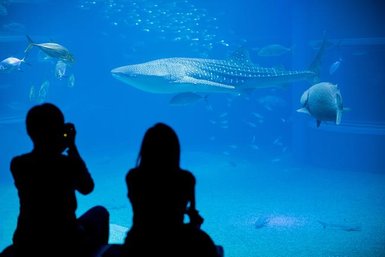 Zwei Personen sitzen am Rand eines Aquariums und beobachten einen majestätischen Walhai, der durch das Wasser schwimmt.