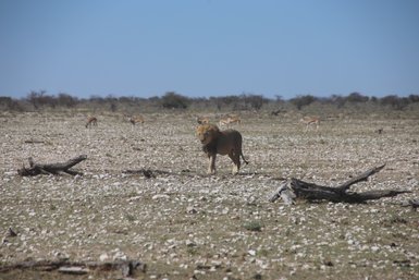 Ein Löwe läuft ruhig durch die Landschaft, währenddessen Springböcke im Hintergrund grasen - Namibia mit Jugendlichen 