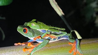 Bunte kleine Frösche sitzen auf Blatt im Regenwald – Costa Rica Reise mit Kindern
