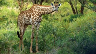 Eine Giraffe steht in einer grünen Landschaft, umgeben von Büschen und Bäumen, mit einem neugierigen Blick in die Kamera.