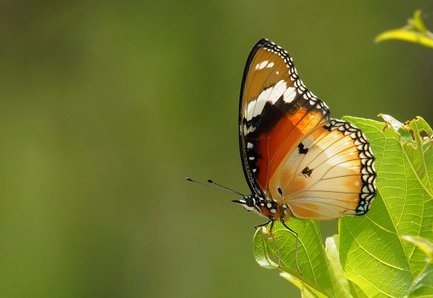 Ein wunderschöner Schmetterling mit orangefarbenen und weißen Flügeln sitzt auf einem grünen Blatt im sanften Licht.