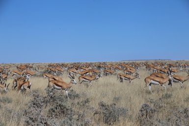 Eine große Herde Springböcke läuft durch die offene Landschaft - Namibia mit Jugendlichen