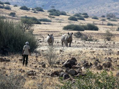 Ein Mensch steht in einer trockenen Landschaft und beobachtet zwei Nashörner, die durch das Gras wandern.