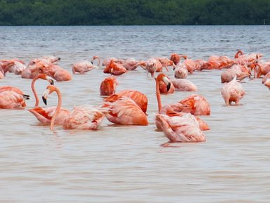 Flamingos stehen im flachen Wasser – Mexiko Familienreise