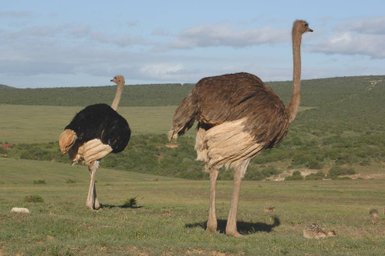 Zwei Vogelstrauße schreiten durch eine weite grüne Ebene – Garden Route mit Kindern