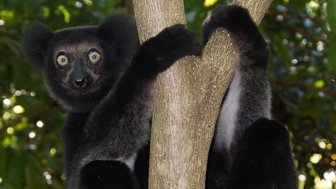 Ein Indri sitzt an einem Baumstamm und schaut neugierig in die Kamera, umgeben von üppigem, grünem Laub.