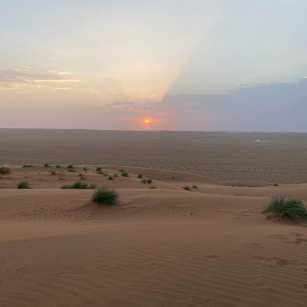 Sandlandschaft mit grünen Büschen in der Wahiba-Wüste – Oman Familienreise