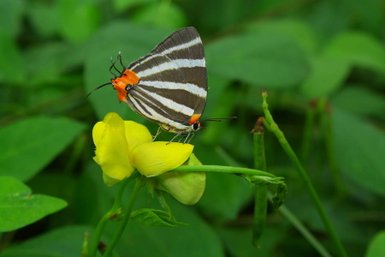 Farbenfroher Schmetterling sitzt auf einer gelben Blume im Ecocentro Danaus in Alajuela – Costa Rica Reise mit Kindern