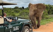 Jeepsafari zu Elefanten im Addo Nationalpark - Garden Route Familienreise