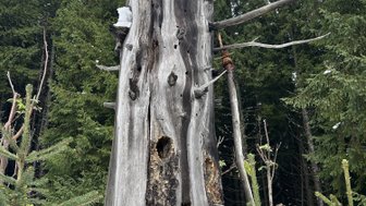 Ein großer, verwitterter Baumstumpf steht inmitten von grünen Tannen, mit Schnee auf der Oberseite und einer mystischen Atmosphäre.