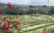 Wunderschöne Reisterrassen - Bali for Family - Bali mit Kindern
