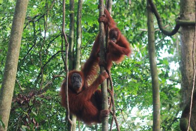 Orang-Utans im Regenwald von Sumatra – Bali mit Kindern
