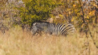 Zebra steht in der Savanne während einer Self-Drive Safari im Krüger Nationalpark – Südafrika mit Kindern