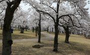 Blick auf zahlreiche Bäume mit Kirschblüten - Südkorea for family - Südkorea mit Kindern