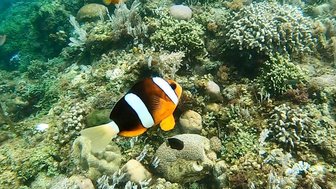 Ein Clownfisch schwimmt über ein farbenfrohes Korallenriff, umgeben von verschiedenen Meereslebewesen und Pflanzen.