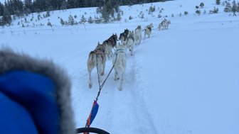 Eine Gruppe von Huskys zieht einen Schlitten durch eine verschneite Landschaft, umgeben von schneebedeckten Bäumen.