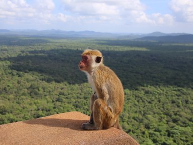 Ein Affe sitzt auf einem Felsen mit Blick über das grüne Umland von Sigiriya – Sri Lanka Reise mit Kindern