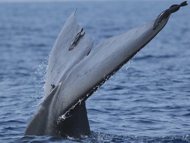 Der Schwanz eines Wals taucht vor der Küste Sri Lankas aus dem Meer auf – Sri Lanka Reise mit Kindern
