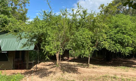 Sri Lanka Familienreise mit Kindern - Wilpattu - The Big Game Camp - Zelte