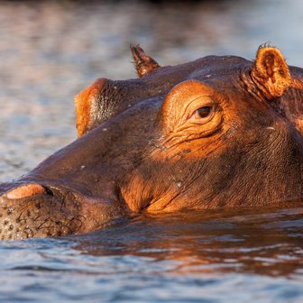 Ein Nilpferd taucht teilweise im Wasser auf, sein Kopf ist gut sichtbar, während die Sonne auf seine Haut scheint.