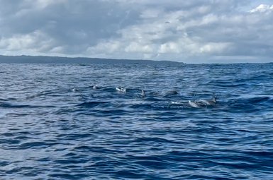 Delfine schwimmen im Wasser vor der Isla del Caño bei Puntarenas – Costa Rica Familienreise