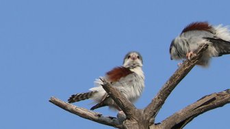 Zwei junge Falken sitzen auf einem Baum und beobachten die Umgebung - Namibia mit Jugendlichen