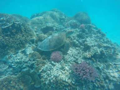 Eine Schildkröte schwimmt über einem bunten Korallenriff, umgeben von verschiedenen Meerestieren und lebhaften Farben.