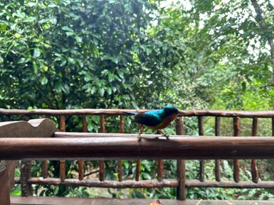 Dunkler Vogel sitzt auf einem Geländer mitten im Dschungel des Khao Sok Nationalpark - Thailand mit Kindern