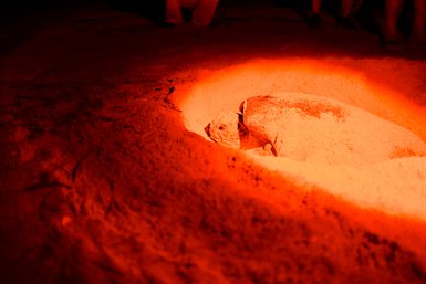 Meeresschildkröte beim Nestbau im Ras Al Jinz Turtle Reserve – Oman Reise mit Kindern