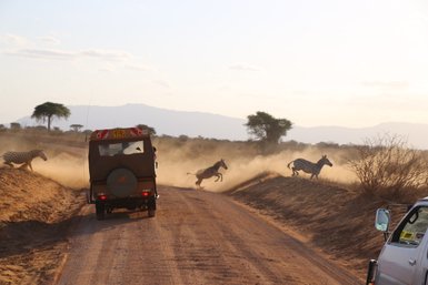 Eine Gruppe von Zebras springt über eine staubige Straße, während ein Safari-Jeeps hinter ihnen fährt und Staub aufwirbelt.