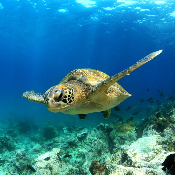 Eine Meeresschildkröte schwimmt majestätisch durch das klare, blaue Wasser des Ozeans, umgeben von bunten Fischen.