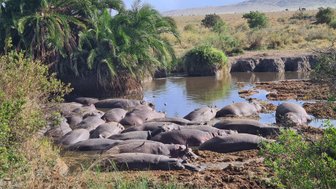 Gruppe von Nilpferden im Fluss des Serengeti-Nationalparks – Tansania Familienreise