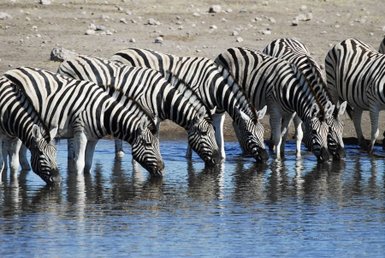 Mehrere Zebras trinken gemeinsam an einem Wasserloch – Garden Route Reise mit Kindern