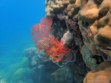 Unterwasserlandschaft und Meereslebewesen rund um Lombok – Bali Familienreise