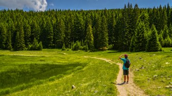 Ein Wanderer steht auf einem Pfad in einem üppigen, grünen Tal, umgeben von hohen, dichten Nadelbäumen.