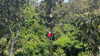 Person beim Ziplining über den Baumkronen im Angkor Park – Kambodscha Reise mit Kindern