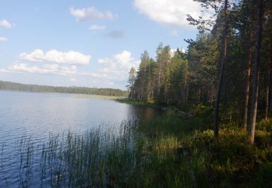 Ein ruhiger See, umgeben von hohen Bäumen und sanften Wolken, spiegelt die friedliche Natur wider.